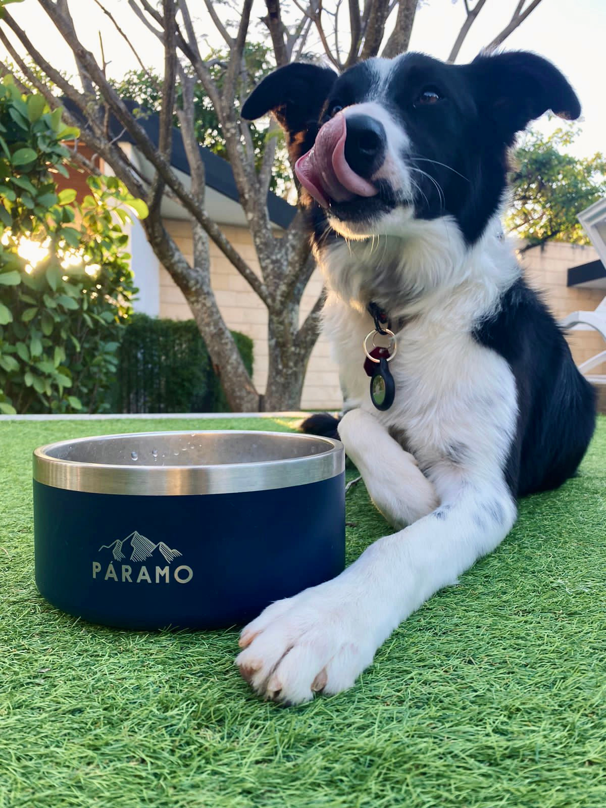 Taza de perro grande - 64oz